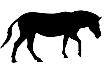Zebra. Black silhouette