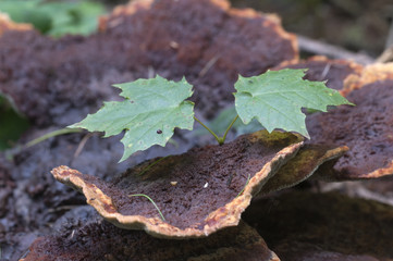 Ganoderma applanatum mushroom