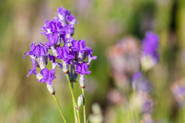 Obraz premium Lavender plants growing in a field
