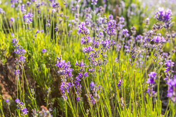 Lavender plants growing in a field