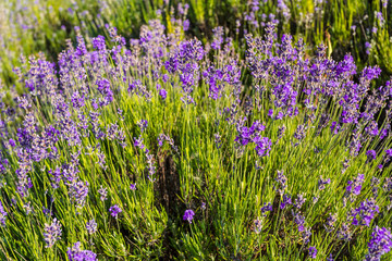 Fototapeta premium Lavender plants growing in a field