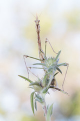 Empusa pennata_05