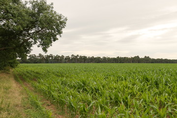 Corn Field