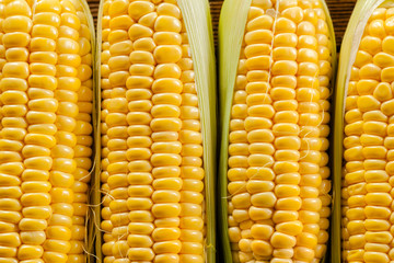 corn background