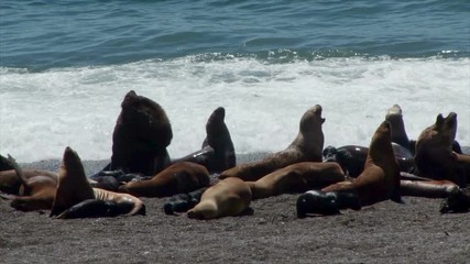 A large group of South American sea lions bask in the sun and waters of Ponte Norte on the Valdez Peninsular of Argentina. A large male is in the centre of the shot lying in the water