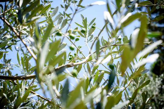 Olive tree branch close up