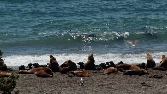 A large group of South American sea lions bask in the sun and waters of Ponte Norte on the Valdez Peninsular of Argentina. A large male swims offshore