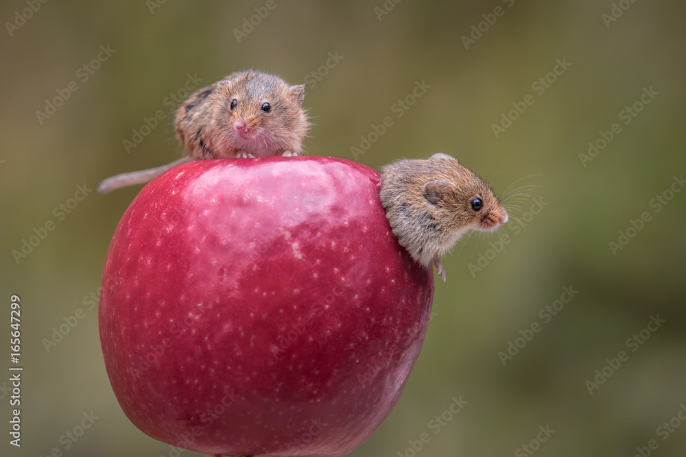 Aufkleber two harvest mice on an apple while one is emerging from a hole within the apple