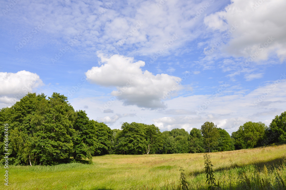 Wall mural country summer landscape