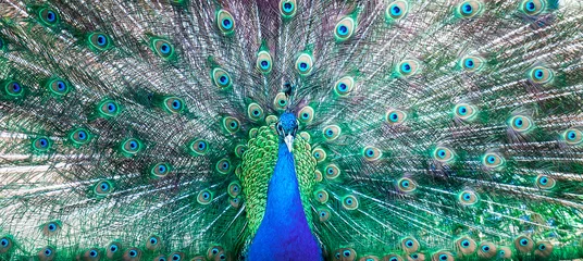 Crédence de cuisine en verre imprimé Paon The peacock opened his tail