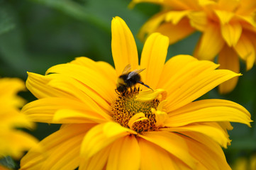 Sunflower with a bee inside