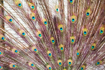 Naklejka premium The peacock opened his tail