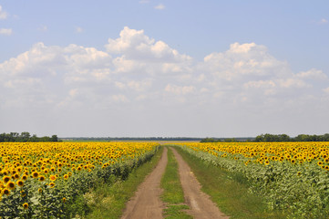 Country road through sunflower field