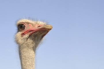 Ostrich and blue sky