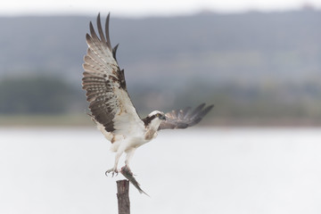 Osprey_01