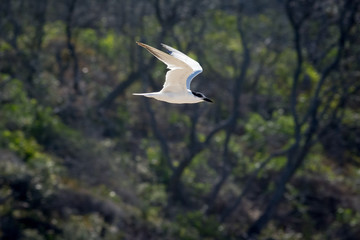 Gull Billed Tern