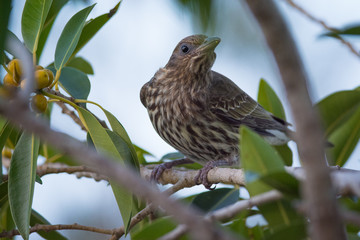 Australasian Figbird