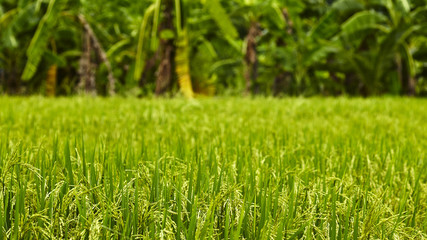 In the rice fields