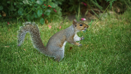 Grey Squirrel