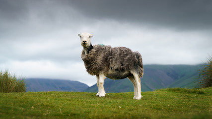 Fototapeta premium Sheep