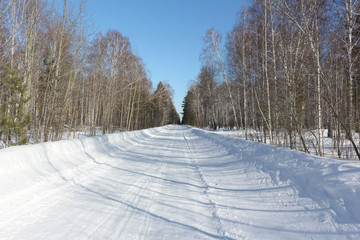 Snow road with shadows of trees in the birch wood, Siberia, Russia