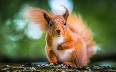 Red Squirrel