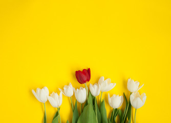 White tulips and one red flower