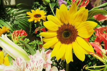 Obraz premium sun flower bouquet