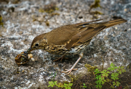 Thrush And Snail