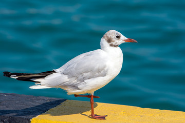 Fototapeta na wymiar White seagull with red beak sitting on the dock. Seagull close-up on a blurred water background.
