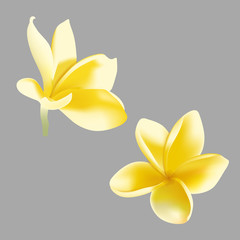 Frangipani realistic. Vector illustration