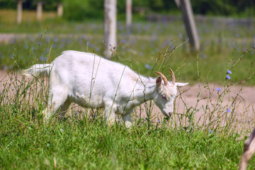 A goat grazes on a green meadow in summer