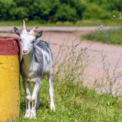 A goat grazes on a green meadow in summer