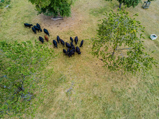Aerial view of group of black cows