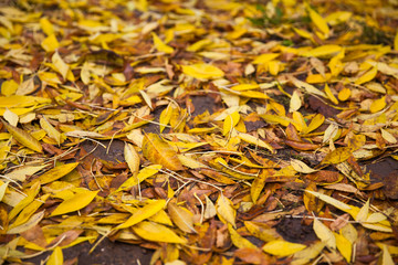 The fallen down leaves of a maple cover with warm colours of autumn the ground