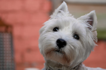 west highland white terrier