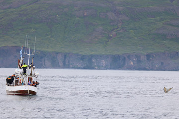 Walbeobachtung in Husavik, Island