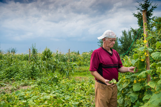 Farmer picking organic cucumbers