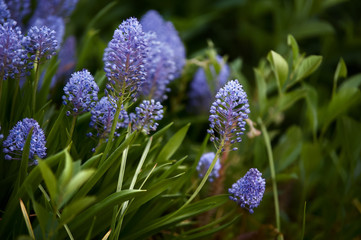 Ceanothus, Blue flowers in the field