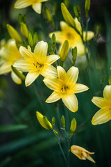 Two large flowers of yellow lilies against a background of green grass.
