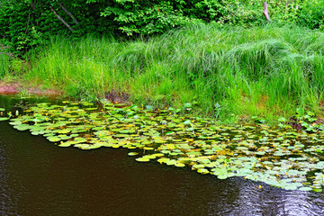 small river in the forest