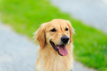 ゴールデンレトリバー