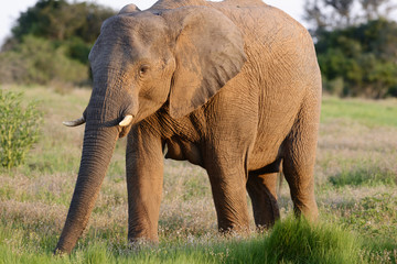 African Bush Elephant, Addo Elephant National Park