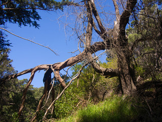 Fototapeta premium Tree Branches