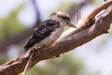 Kookaburra