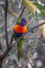 Rainbow Lorikeet in full song