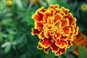 Marigold flower in garden.