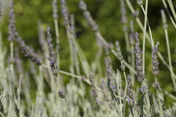 Lavender in summer, Colorful photo of lavender with green background, Selective focus with shallow depth of field