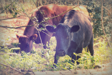 Cows grazing in english woodland during spring