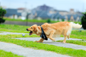 ゴールデンレトリバー ボール遊び